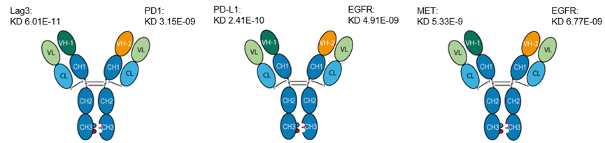 Affinity tests of LAG3 PD1, PD-L1 EGFR, MET EGFR bispecific antibodies