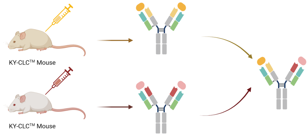 Bispecific Antibodies - Bridging Targets and Effector Molecules