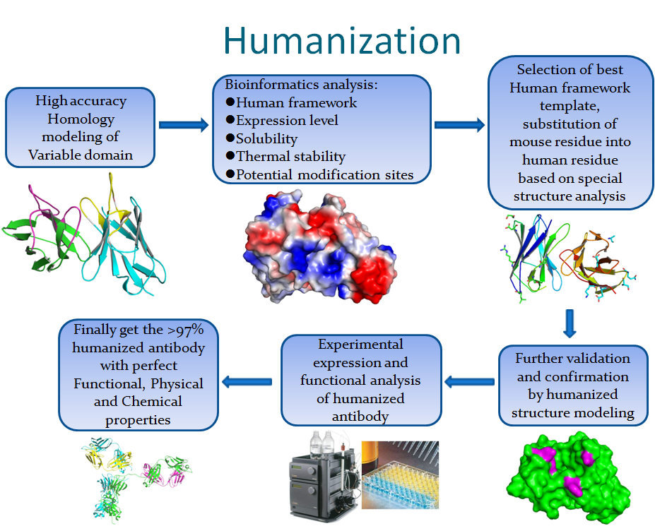 Methods for humanizing antibodies