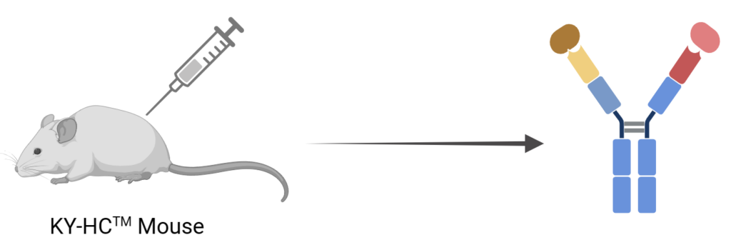 Nanobody Screening